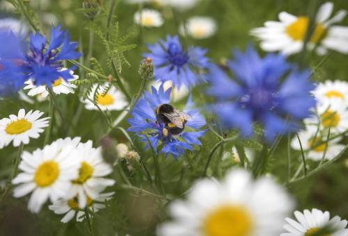 Bee on cornflower with ox eye daisies